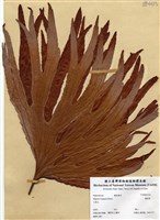 藏品(雙扇蕨)的圖片